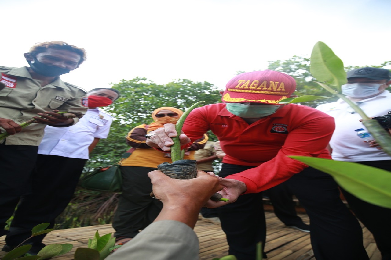 Ministry of Social Affairs Prepares 1 Million Mangrove Seeds to Anticipate Megathrust