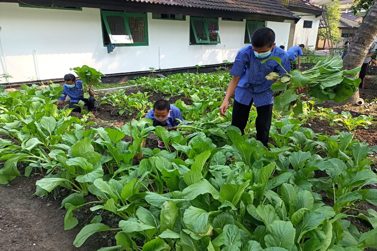 Balai "Paramita" Panen Hasil Kebun Karya Anak Berhadapan Hukum