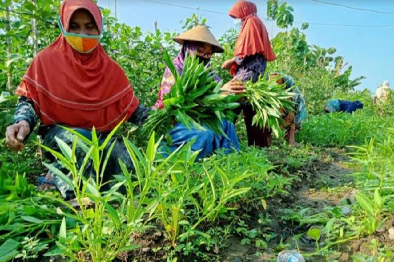 PKH Elderly Garden Successfully Meets Food Security During the Pandemic