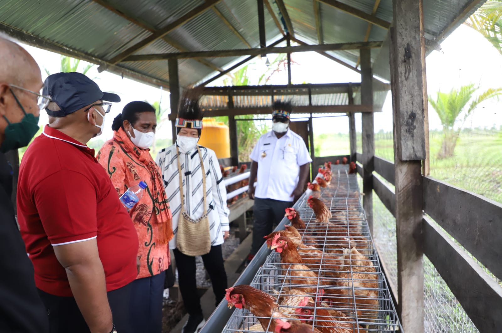 Perkuat Perekonomian dan Tingkatkan Kualitas SDM, Mensos Dirikan 10 Peternakan Ayam di Asmat