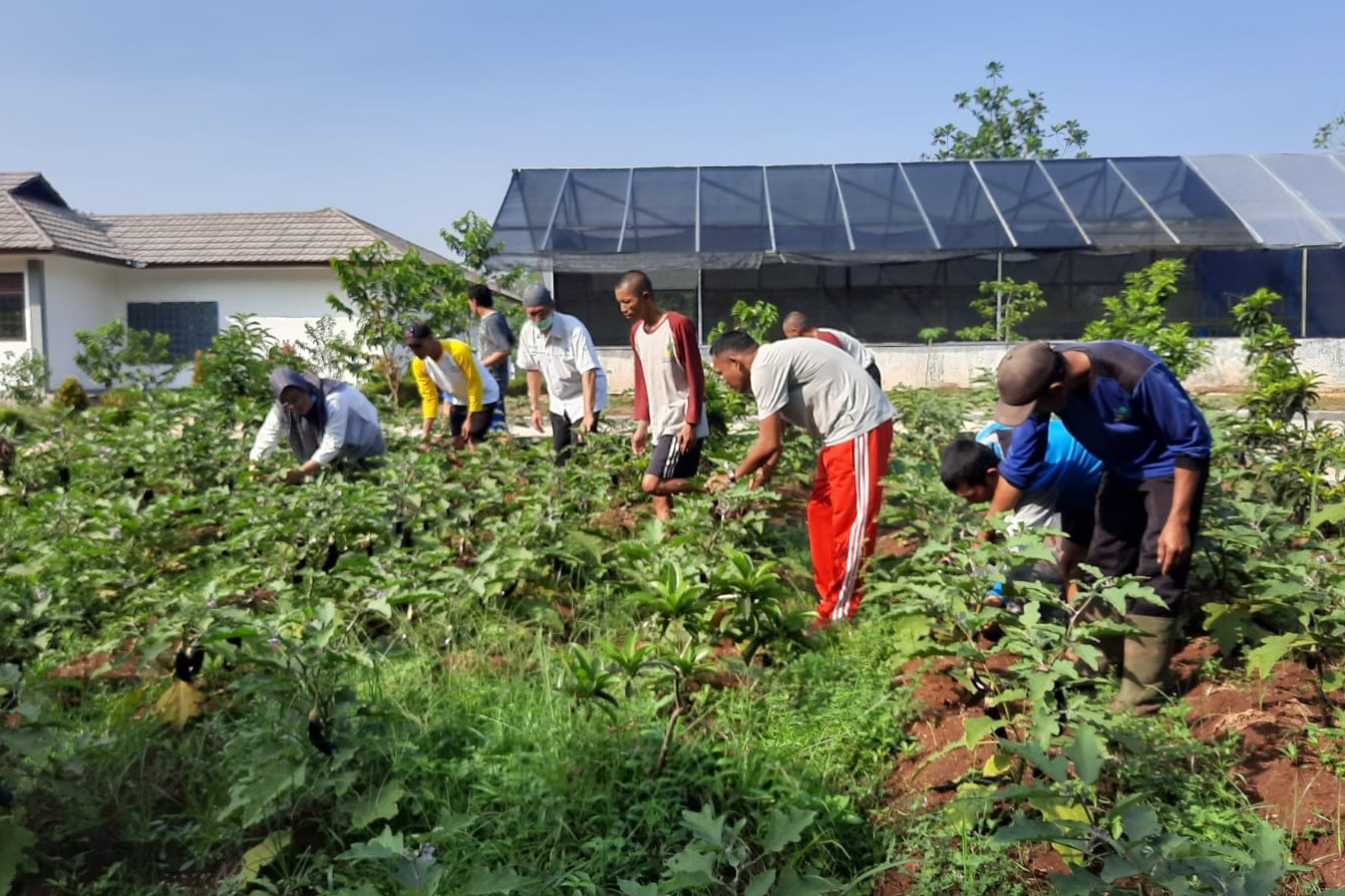Harvesting Eggplants Produced by Beneficiaries of Galih Pakuan Center
